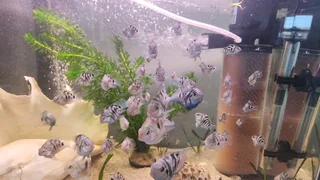 Polar Blue Convict Parrots