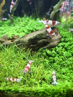 Crystal Red Shrimp