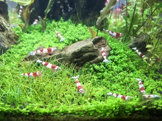 Crystal Red Shrimp