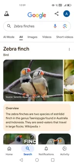 8 zebra finches for sale urgent sale