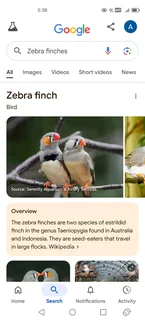 Zebra finches give away to a good home