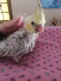 Cockatiels - Ad posted by Melise Wood