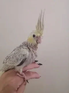 Cockatiels - Ad posted by Melise Wood
