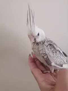 Cockatiels - Ad posted by Melise Wood