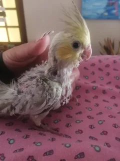 Cockatiels - Ad posted by Melise Wood