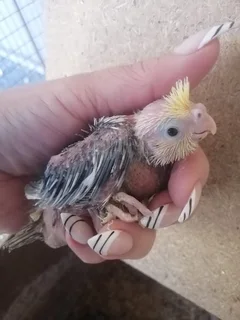 Cockatiels - Ad posted by Melise Wood