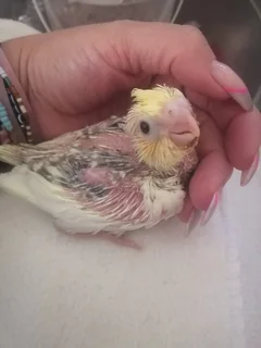 Cockatiels - Ad posted by Melise Wood