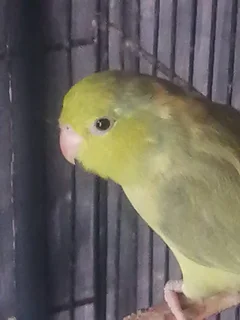 Pocket Parrots/Parrotlets