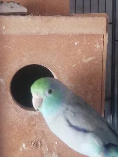 Pocket Parrots/Parrotlets