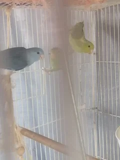 Pocket Parrots/Parrotlets