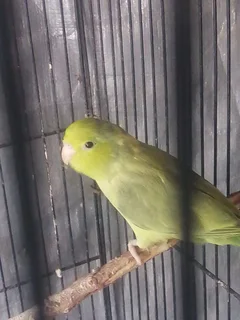 Pocket Parrots/Parrotlets