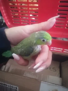 Pocket Parrots/Parrotlets