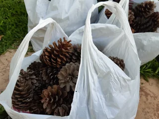Pine cones - Bags of pine cones - Christmas, table, garden decorations or eco-friendly fire lighters