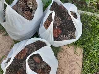 Pine cones - Bags of pine cones - Christmas, table, garden decorations or eco-friendly fire lighters