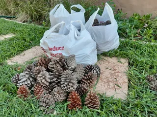 Pine cones - Bags of pine cones - Christmas, table, garden decorations or eco-friendly fire lighters