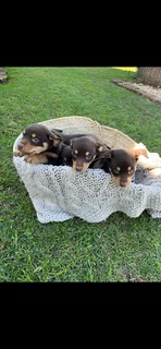 Australian Kinko Kelpie Sheepdog puppies