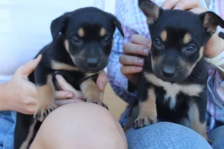 Australian Kinko Kelpie Sheepdog puppies