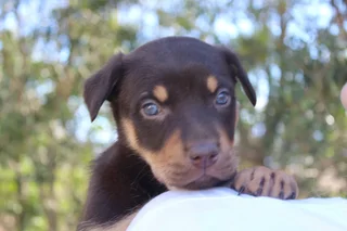 Australian Kinko Kelpie Sheepdog puppies