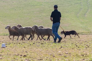 Australian Kinko Kelpie Sheepdog puppies