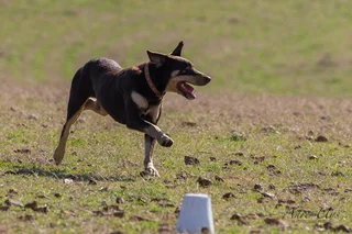 Australian Kinko Kelpie Sheepdog puppies