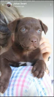 Australian Kinko Kelpie Sheepdog puppies