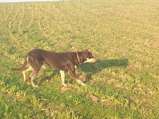 Australian Kinko Kelpie Sheepdog puppies