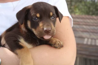 Australian Kinko Kelpie Sheepdog puppies