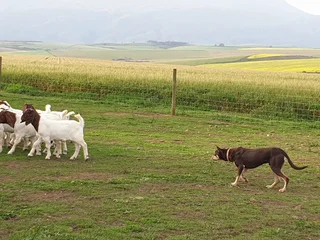 Australian Kinko Kelpie Sheepdog puppies