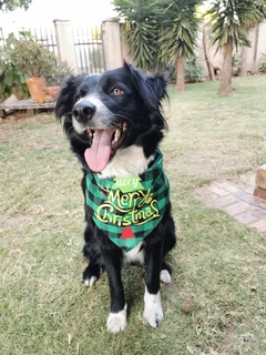 Border Collie puppies for sale