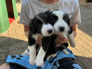 Border Collie puppies for sale