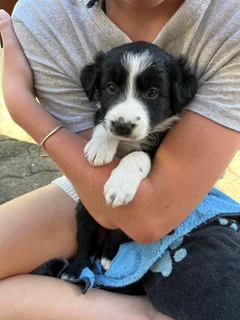 Border Collie puppies for sale