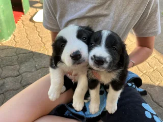 Border Collie puppies for sale