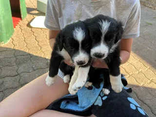 Border Collie puppies for sale