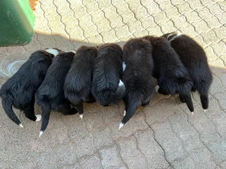 Border Collie puppies for sale