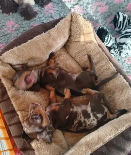 Dachshund Puppies