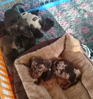 Dachshund Puppies