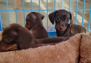 Dachshund Puppies