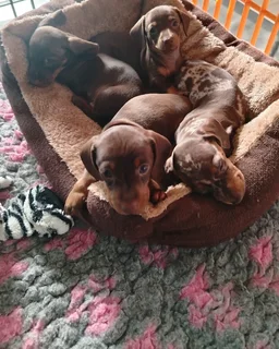 Dachshund Puppies