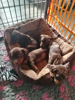 Dachshund Puppies