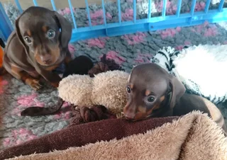 Dachshund Puppies