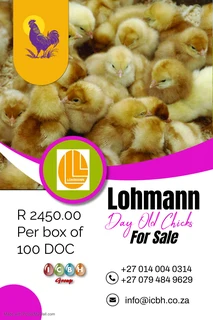 Lohmann Day old chicks available by booking!