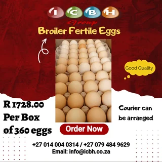 Broiler Fertile Hatching Eggs