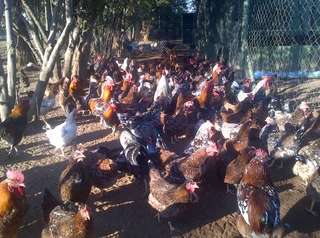 Boschveld Chicks, Hatching Eggs & Point Of Lays Available