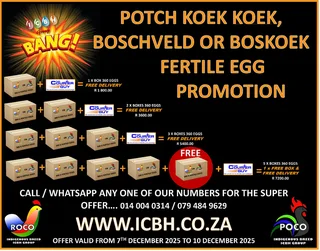 Heritage Breed Egg Promotion — Limited Time Only!