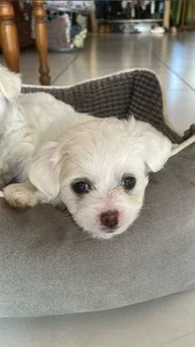 Miniture Maltese Poodles