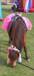 Party ponies