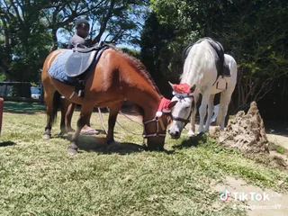 Christmas and holiday pony hire all events