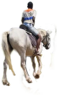 Party rides ponies for hire