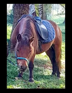 Party rides ponies for hire