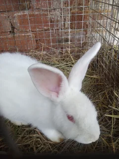 New Zealand meat rabbits